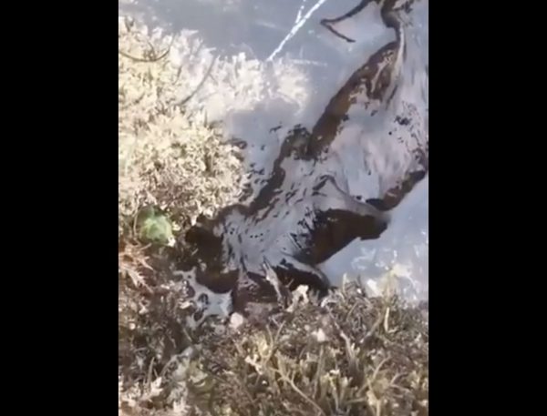 Μάλλον δεν έχετε δει πιο αηδιαστικό πλάσμα: «Τι είναι;» – Viral βίντεο με 3 εκατ. προβολές