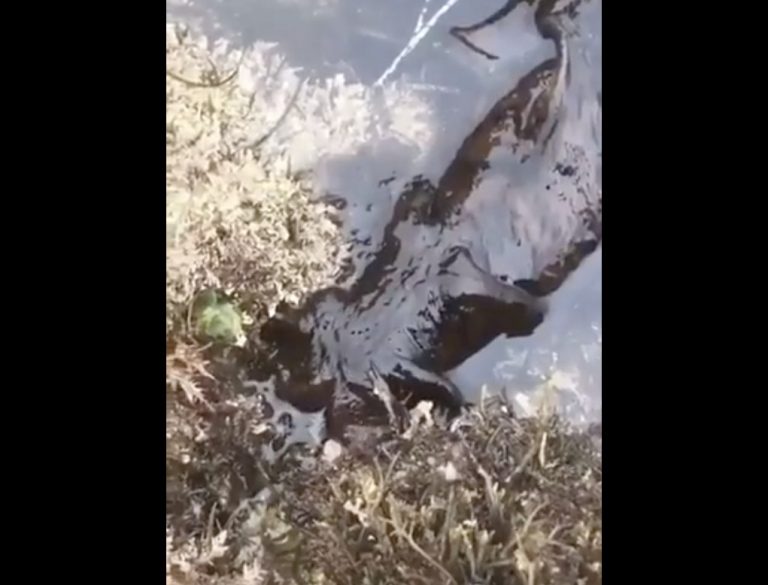 Μάλλον δεν έχετε δει πιο αηδιαστικό πλάσμα: «Τι είναι;» – Viral βίντεο με 3 εκατ. προβολές