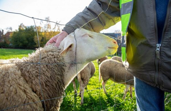 ΠΑΜΘ: Ενεργοποιήθηκε το πρόγραμμα διαχείρισης των νεκρών ζώων