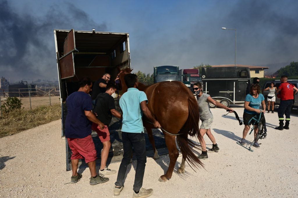 Φωτιά στον Κουβαρά: Βίντεο του Reuters με τη διάσωση αλόγων κάνει τον γύρο του κόσμου