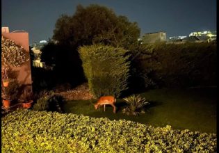 Φωτιά στη Ρόδο: SOS για τα ελάφια – Αναζητούν νερό και τροφή στις αυλές των σπιτιών