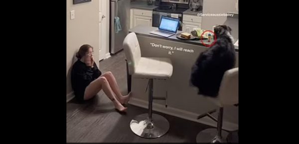 Σκύλος σώζει την ιδιοκτήτριά του από την λιποθυμία φέρνοντάς της χάπια και νερό – Δείτε το βίντεο