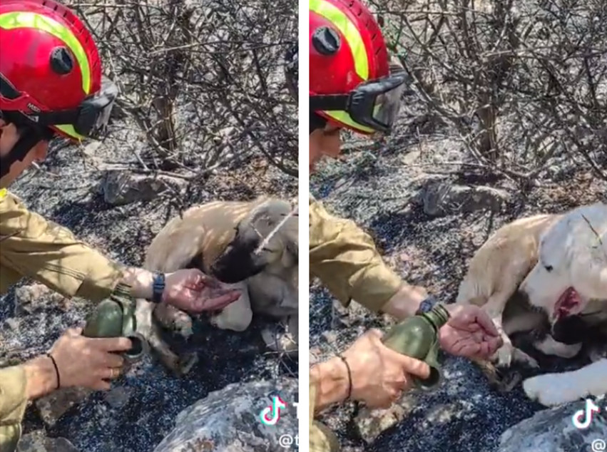 Φωτιά στα Δερβενοχώρια: Συγκινητικά πλάνα με σκυλάκια που πίνουν νερό από τα χέρια πυροσβέστη