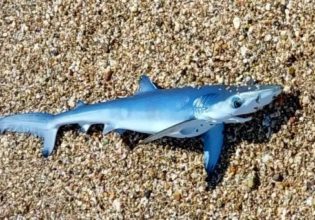 Έβρος: Γαλάζιος καρχαρίας βγήκε στα ρηχά σε παραλία της Νέας Χιλής