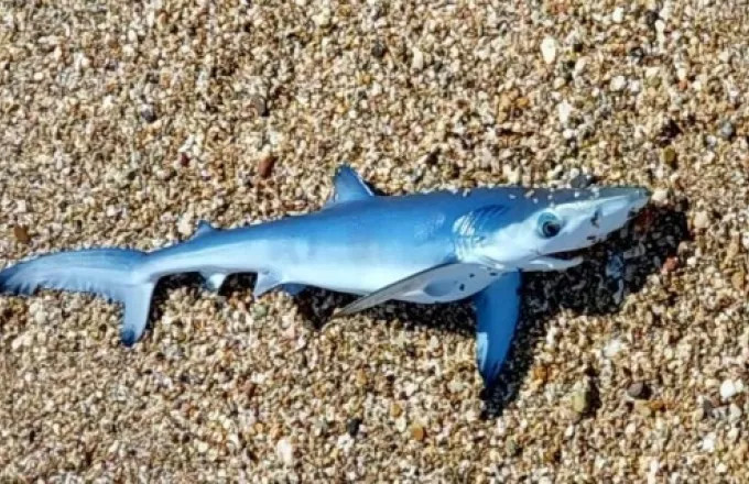 Έβρος: Γαλάζιος καρχαρίας βγήκε στα ρηχά σε παραλία της Νέας Χιλής