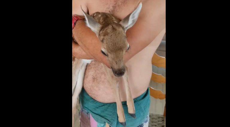 Φωτιά στη Ρόδο: Έσωσαν νεογέννητο ελάφι από τις φλόγες – «Δυστυχώς η μητέρα δεν ζει…»