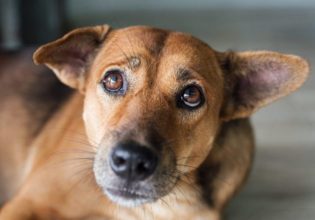 Θεσσαλονίκη: 64χρονος έδεσε σκύλο σε αγροτικό όχημα – Σύλληψη και πρόστιμο 30.000 ευρώ