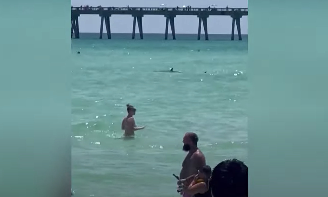 Καρχαρίας σκόρπισε τον τρόμο σε παραλία στη Φλόριντα - «Βγείτε αμέσως απ’ το νερό!»