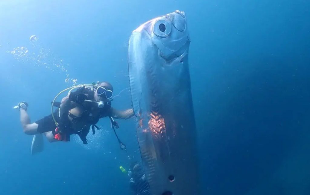 Δύτες συνάντησαν ένα τεράστιο ψάρι «κουπί» και αυτό προμηνύει μεγάλη καταστροφή