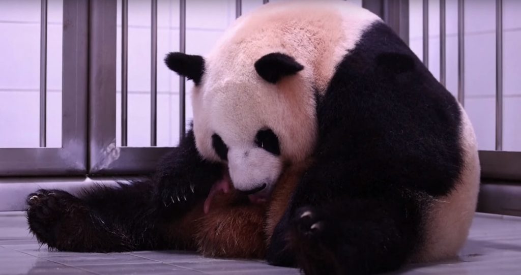 Νότια Κορέα: Πάντα γέννησε δίδυμα σε ζωολογικό κήπο