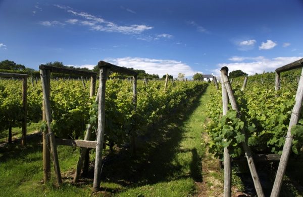 Αμπέλι: Εκτεταμένες προσβολές περονόσπορου – Ευνοϊκές συνθήκες για το ωίδιο