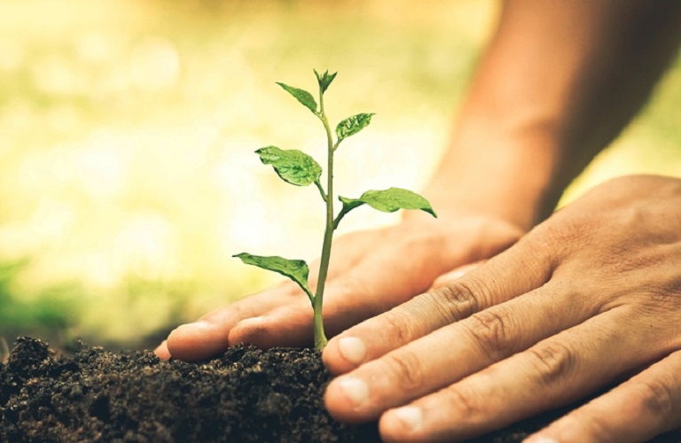 1510054501 0 Planting tree