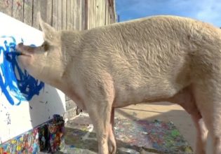 «Pigcasso»: Το γουρούνι που ζωγραφίζει και… έχει κερδίσει πάνω από ένα εκατομμύριο λίρες
