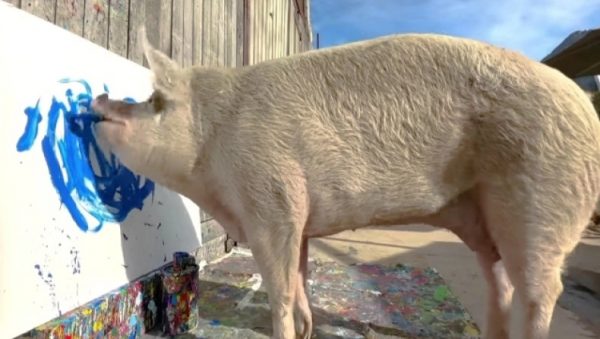 «Pigcasso»: Το γουρούνι που ζωγραφίζει και… έχει κερδίσει πάνω από ένα εκατομμύριο λίρες