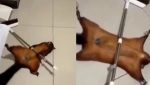 Ο πιο έξυπνος σκίουρος στον κόσμο: Σκηνοθετεί τον… θάνατό του και γίνεται viral – Ξεκαρδιστικό βίντεο