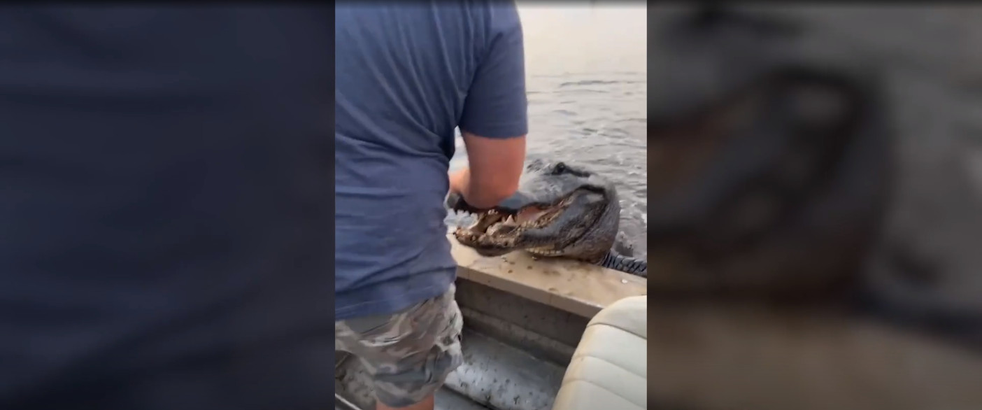 ΗΠΑ: Τεράστιος αλιγάτορας σκαρφάλωσε σε σκάφος και κατατρόμαξε τους επιβάτες