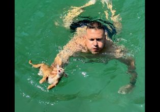 Μέλος πληρώματος ferry boat βούτηξε και έσωσε γατάκι που πνιγόταν στη θάλασσα