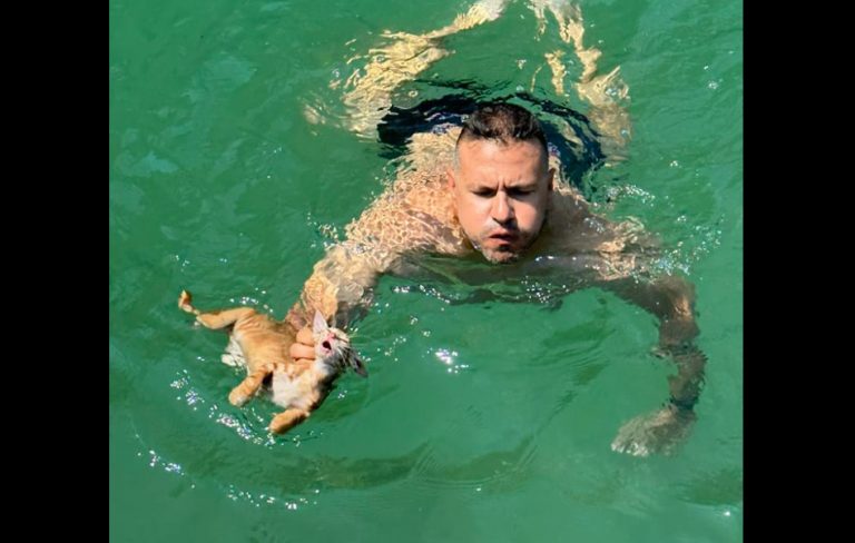 Μέλος πληρώματος ferry boat βούτηξε και έσωσε γατάκι που πνιγόταν στη θάλασσα