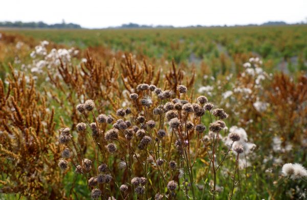 Ευρωκοινοβούλιο: Με οριακή πλειοψηφία πέρασε ο «νόμος για την αποκατάσταση της φύσης»