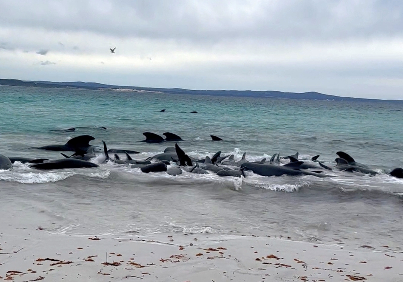 Αυστραλία: Δεκάδες μαυροδέλφινα εξόκειλαν σε παραλία - Προσπάθεια διάσωσης
