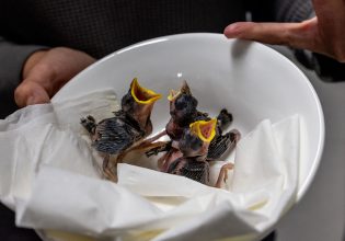 Πουλιά πέφτουν από τις φωλιές λόγω του καύσωνα στην Ελβετία