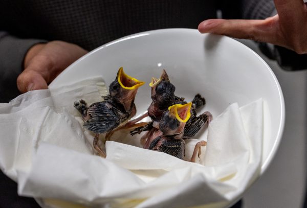 Πουλιά πέφτουν από τις φωλιές λόγω του καύσωνα στην Ελβετία