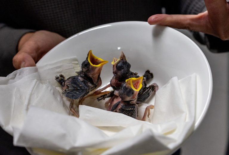 Πουλιά πέφτουν από τις φωλιές λόγω του καύσωνα στην Ελβετία