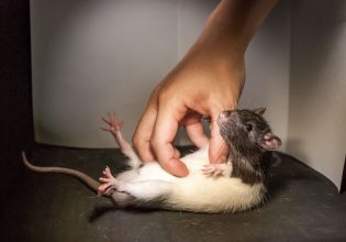 Ερευνητές που γαργάλησαν αρουραίους βρήκαν το κέντρο του παιχνιδιού στον εγκέφαλο