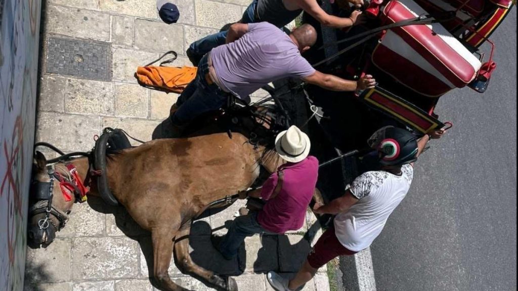 Νεκρό άλογο στην Κέρκυρα: Συνελήφθη ο ιδιοκτήτης του – Επιβλήθηκε πρόστιμο 30.000 ευρώ
