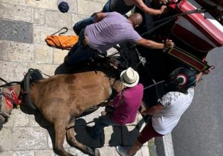 Θάνατος αλόγου στην Κέρκυρα: Παρέμβαση εισαγγελέα για τον βασανιστικό θάνατο του ζώου