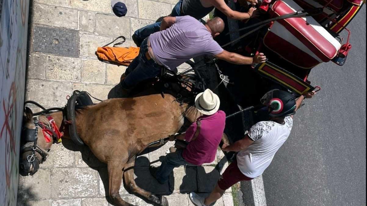 Κέρκυρα: Νεκρό άλογο στη μέση του δρόμου - Κατέρρευσε ενώ έσερνε άμαξα