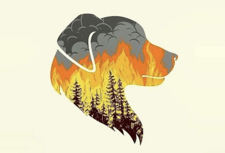 «Καήκαμε, τέλος»: Έγινε στάχτη το καταφύγιο στο Λαγονήσι – Οργή στα social media για τα ζωάκια που κάηκαν