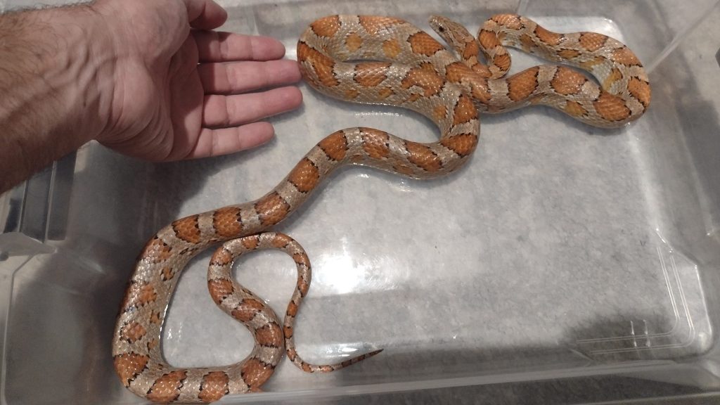 Θεσσαλονίκη: Φίδι βρέθηκε να κάνει βόλτες σε διαμέρισμα