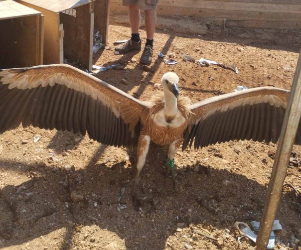 Γύπες: Πεθαίνουν από αφυδάτωση – Η έκκληση των φιλοζωικών οργανώσεων