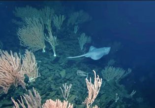 Μαιευτήριο της αβύσσου: Πώς βρέθηκαν τόσες χιλιάδες αβγά στην κορυφή αυτού του υποβρύχιου ηφαιστείου;