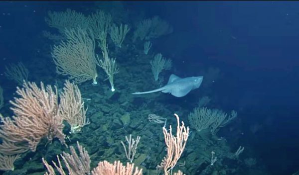 Μαιευτήριο της αβύσσου: Πώς βρέθηκαν τόσες χιλιάδες αβγά στην κορυφή αυτού του υποβρύχιου ηφαιστείου;