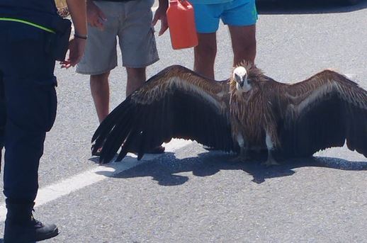 Διψασμένος γυπαετός «λύγισε» από τον καύσωνα στη μέση του ΒΟΑΚ