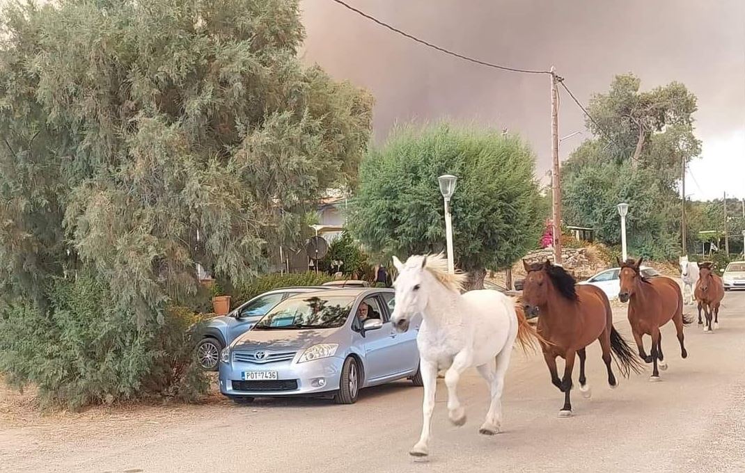 Φωτιά στη Ρόδο: Άλογα τρέχουν για να γλιτώσουν από την πύρινη λαίλαπα