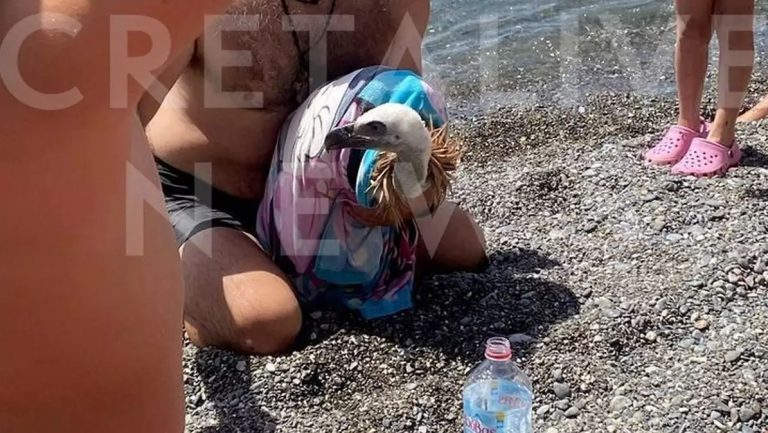 Κρήτη: Λουόμενοι εντόπισαν γυπαετό εξαντλημένο από τον καύσωνα