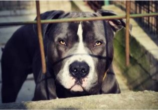 Βύρωνας: Θρίλερ με τον θάνατο της 60χρονης που την κατασπάραξε πίτμπουλ