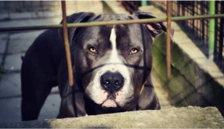 Βύρωνας: Θρίλερ με τον θάνατο της 60χρονης που την κατασπάραξε πίτμπουλ