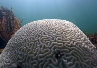 Βράζουν οι ωκεανοί – Η θάλασσα στη Φλόριντα έγινε τζακούζι στους 38 βαθμούς