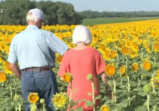ΗΠΑ: Αγρότης φύτεψε ένα απέραντο χωράφι με ηλιοτρόπια ως δώρο για την επέτειο του γάμου τους