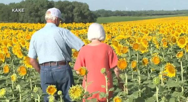 ΗΠΑ: Αγρότης φύτεψε ένα απέραντο χωράφι με ηλιοτρόπια ως δώρο για την επέτειο του γάμου τους