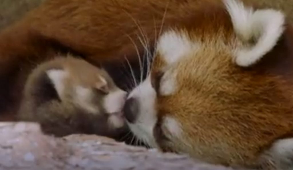 Κόκκινο πάντα: Το πρώτο μωρό του είδους του στον ζωολογικό κήπο του Σαν Ντιέγκο από το 2006