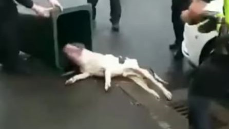 Σάλος στη Βρετανία: Αστυνομικοί ακινητοποίησαν σκύλο με τέιζερ - Τι απαντούν οι Αρχές