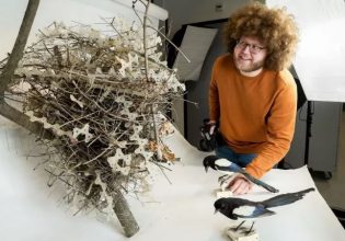 Η εκδίκηση των πτηνών: Φωλιές φτιαγμένες από ακίδες απώθησης πτηνών