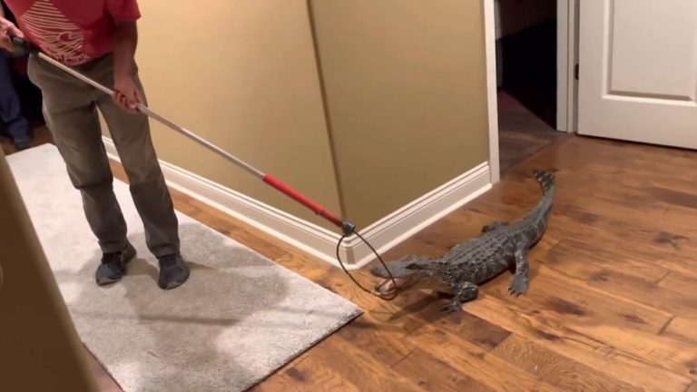 ΗΠΑ: Ο διαρρήκτης ήταν… αλιγάτορας – Τον έπιασε στα πράσα ο σκύλος της οικογένειας