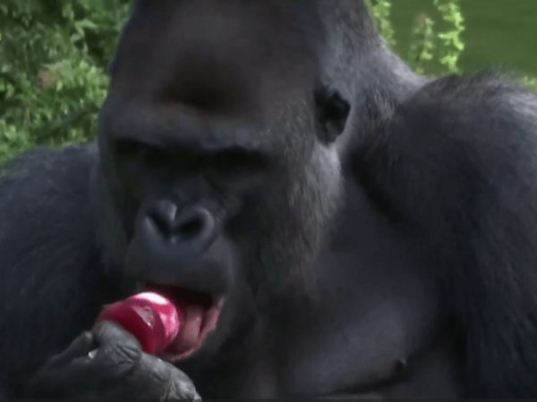 Όταν οι γορίλες το έριξαν στα παγωτά λόγω… ζέστης