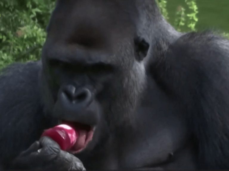 Όταν οι γορίλες το έριξαν στα παγωτά λόγω… ζέστης
